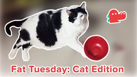 fat cats tuesday